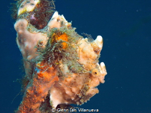 This is a photo of a frogfish hanging out on a hard coral by Glenn Ian Villanueva 